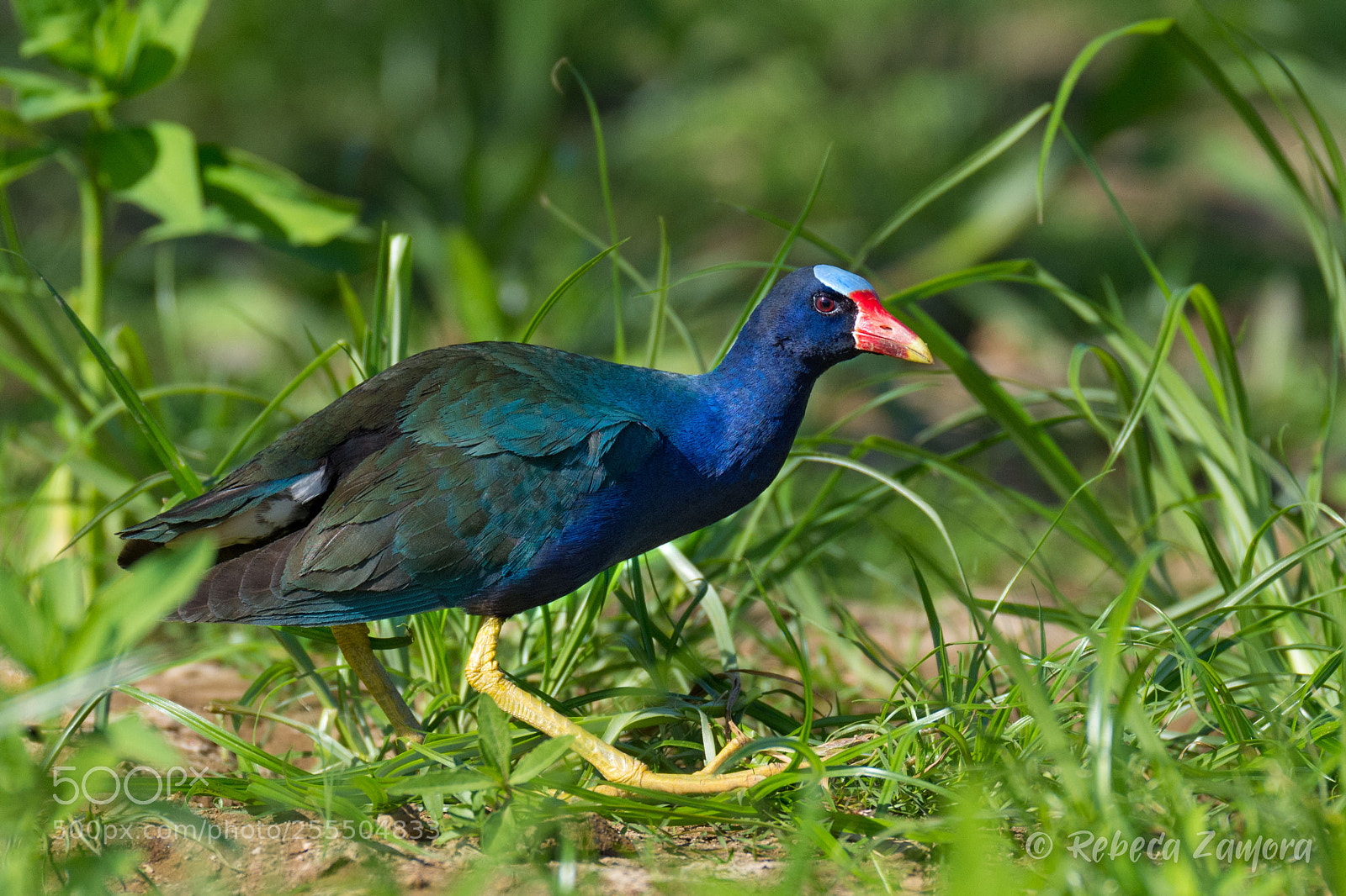 Nikon D7200 sample photo. Purple gallinule can o photography