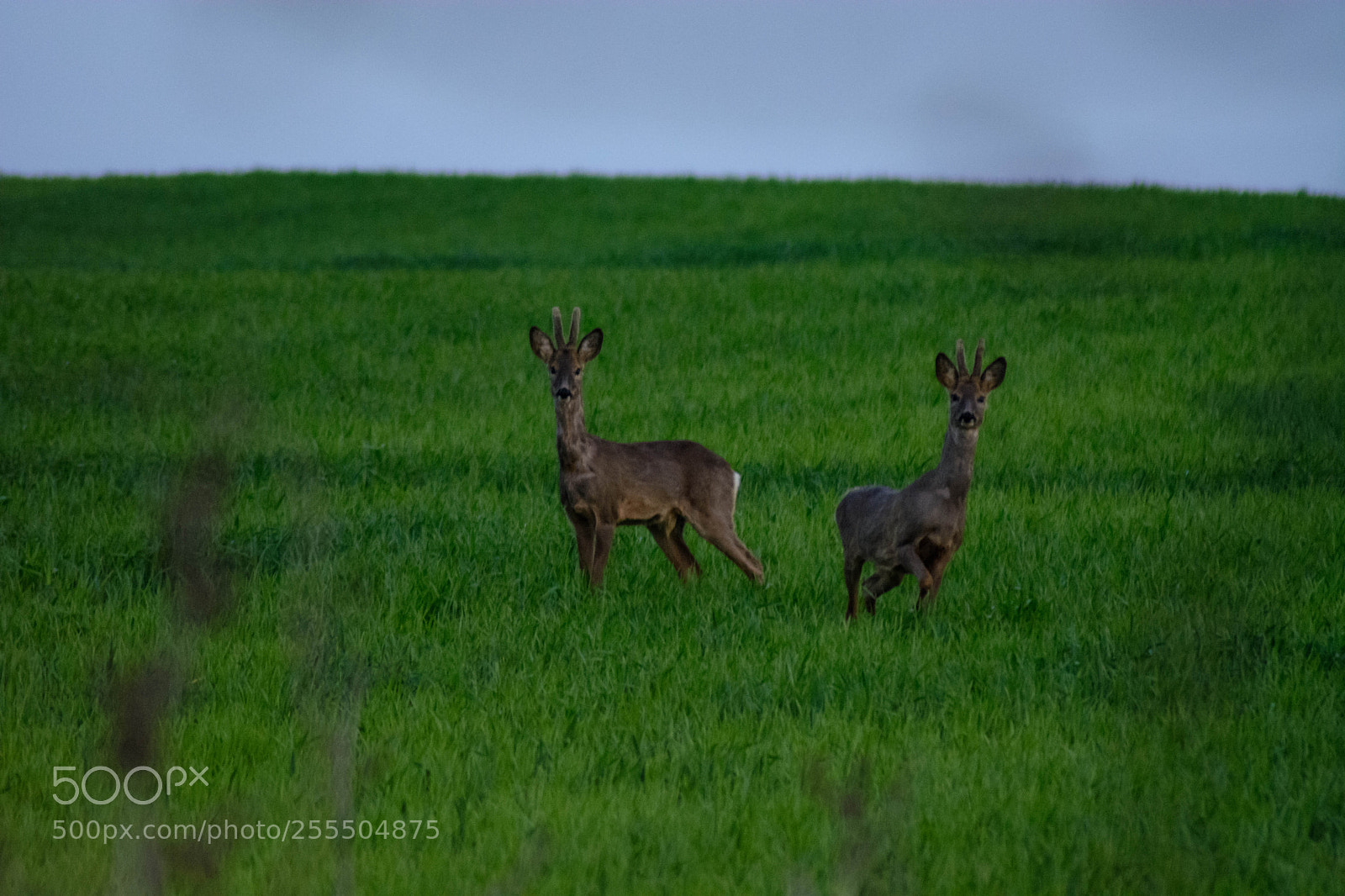 Nikon D5200 sample photo. A couple of bucks photography