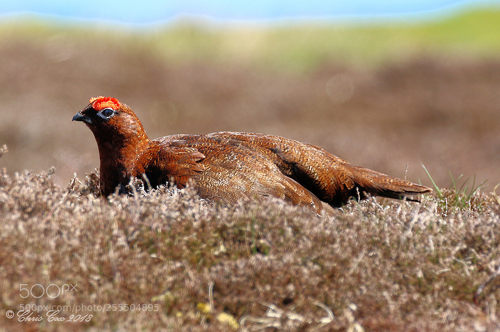 Canon EOS 7D Mark II sample photo. Red grouse - male. photography