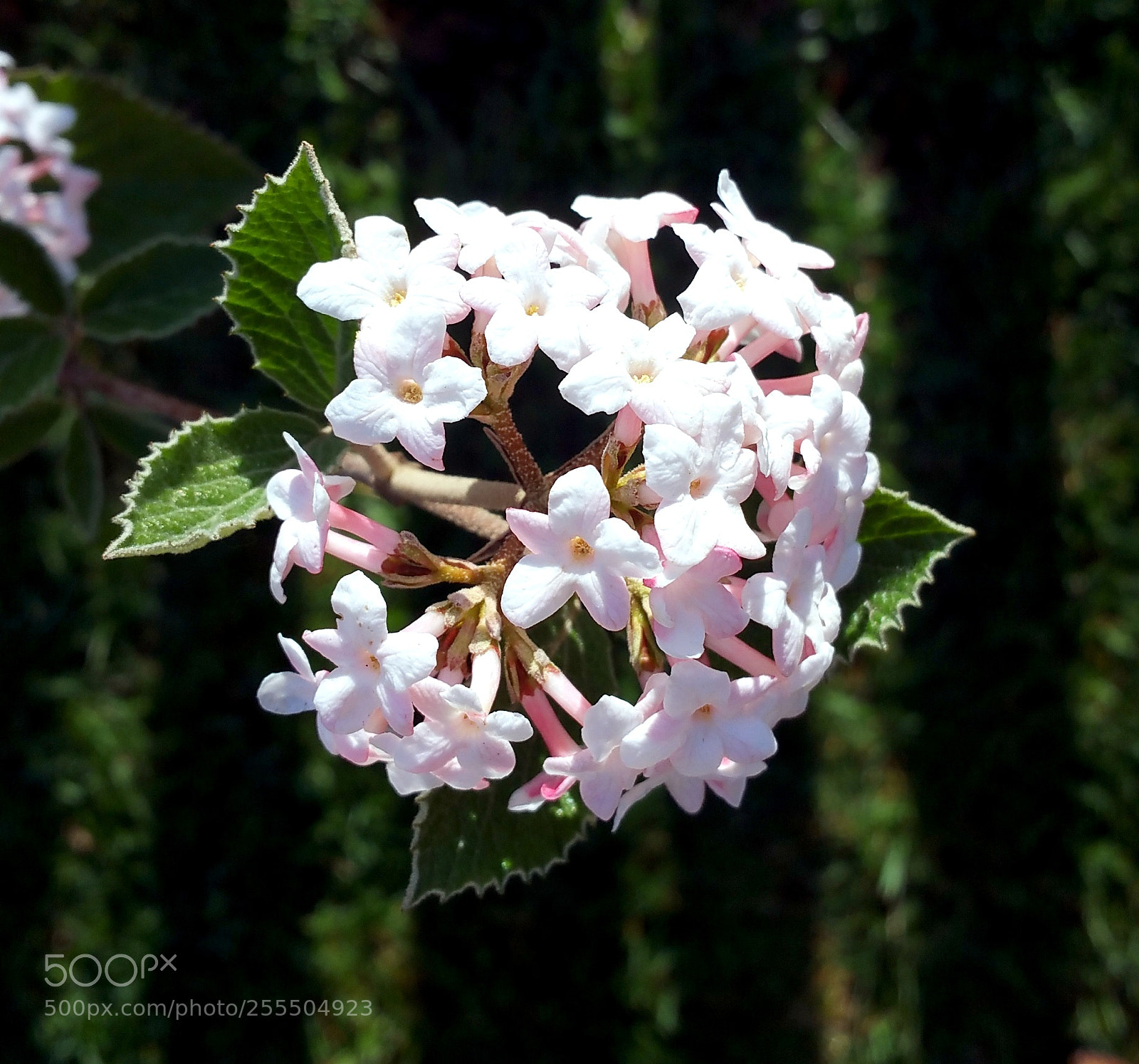 Samsung Galaxy Note4 sample photo. Spring ball photography