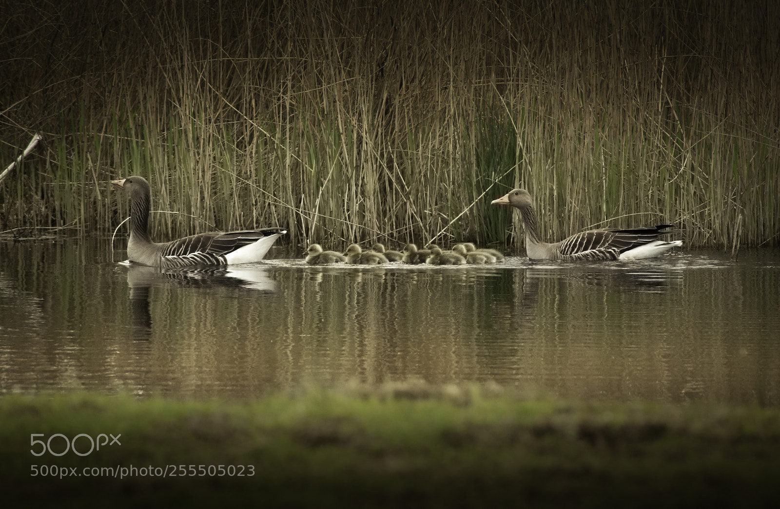 Nikon D5000 sample photo. Geese family photography