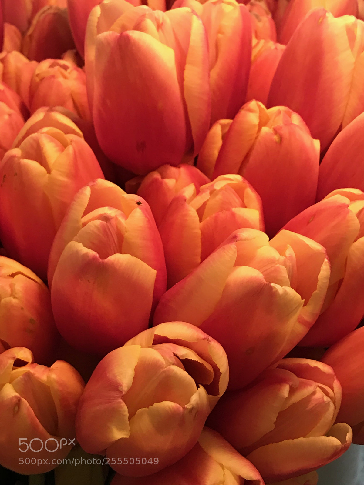 Apple iPhone 7 Plus sample photo. Tulip time photography