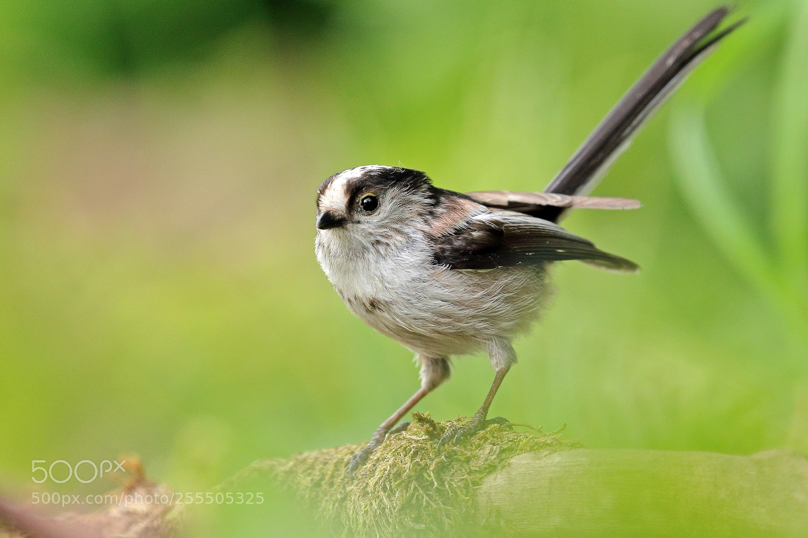 Canon EOS-1D Mark IV sample photo. Long-tailed tit photography