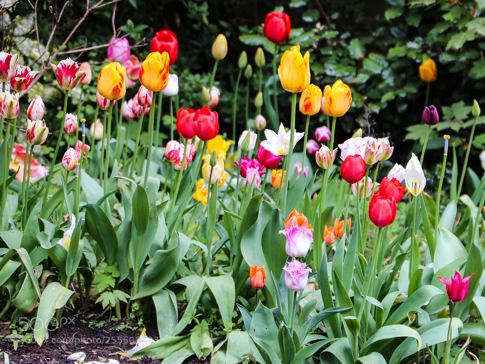 Canon EOS 6D sample photo. Colours of spring photography
