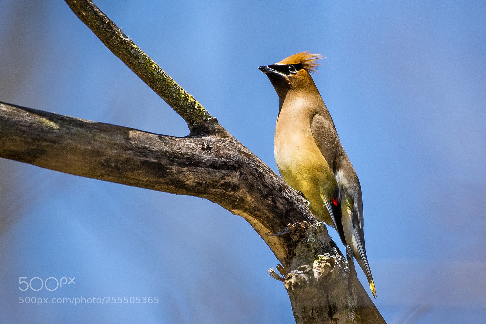 Nikon D500 sample photo. Cedar waxwing photography