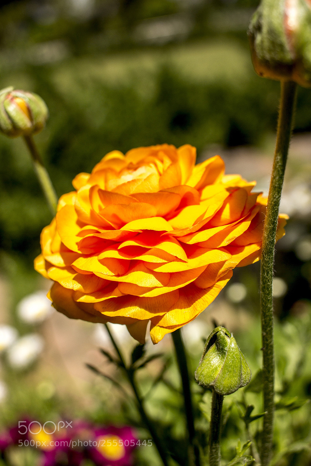Canon EOS 60D sample photo. Orange is beauty photography