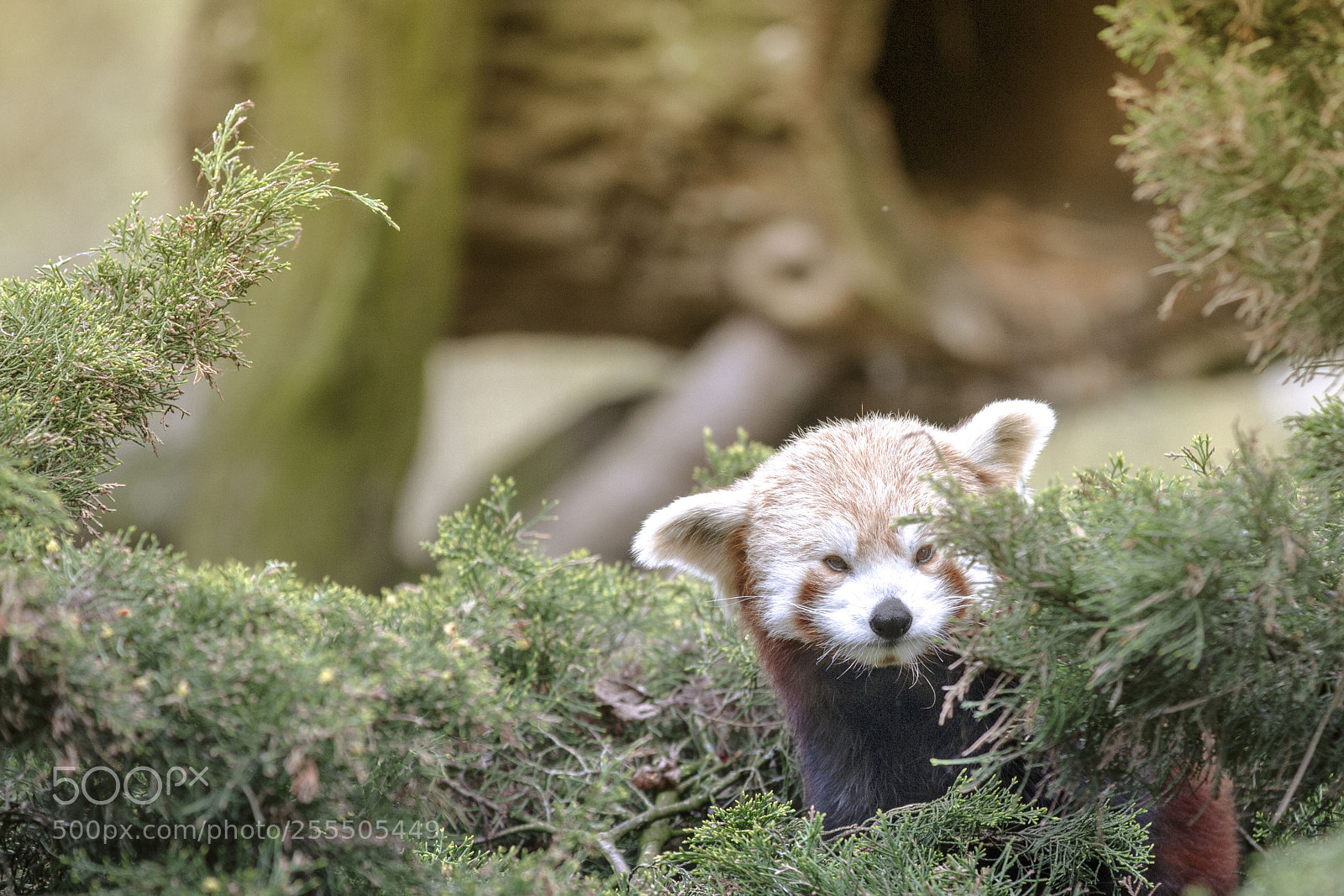 Canon EOS 7D sample photo. Red panda photography