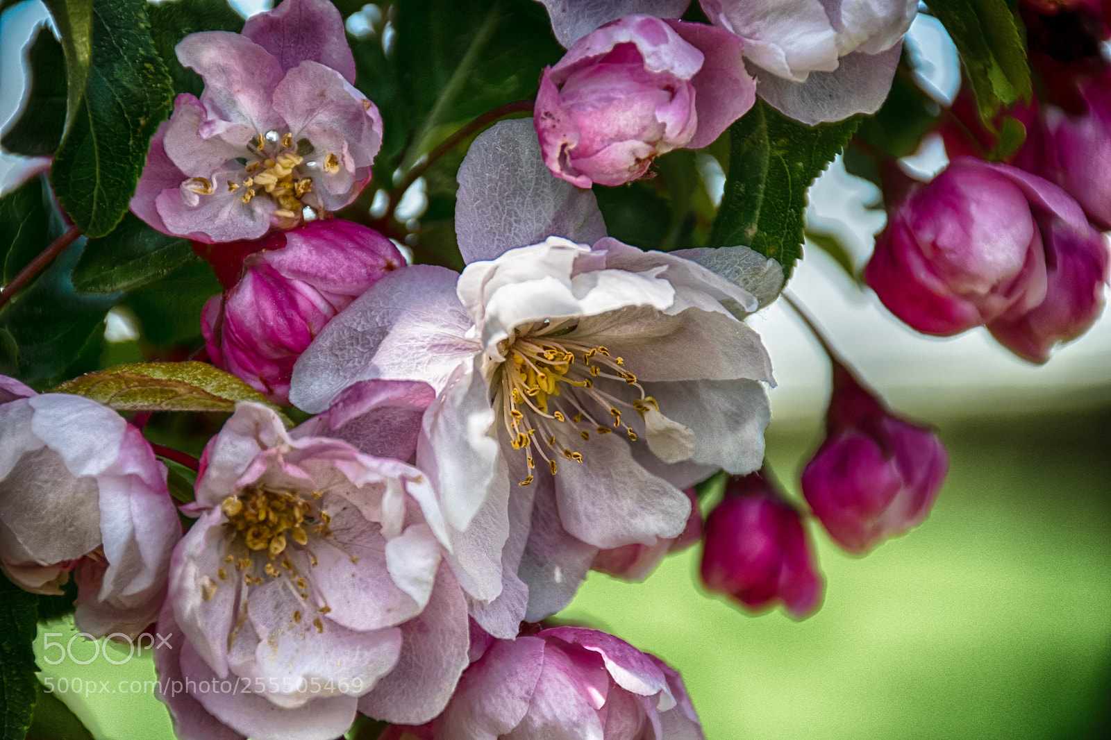 Nikon D5500 sample photo. In my garden photography