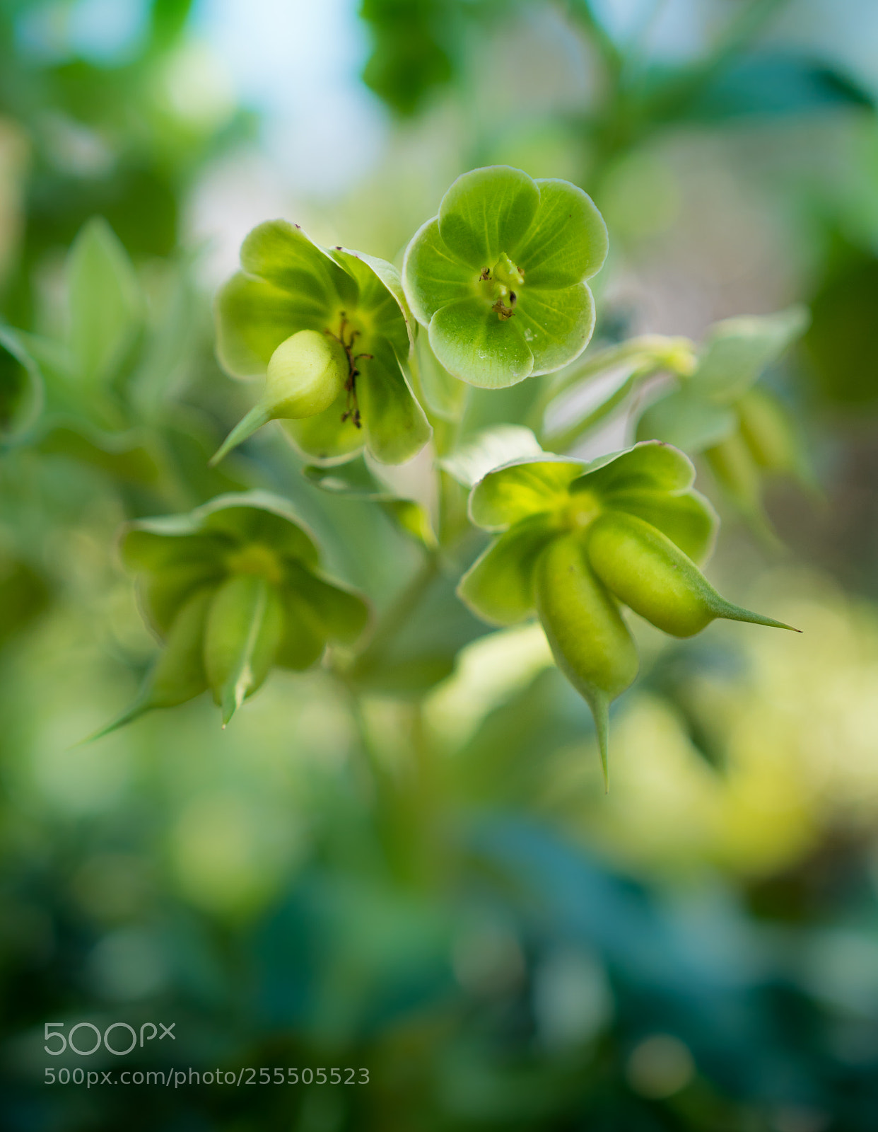 Sony a6300 sample photo. Green photography