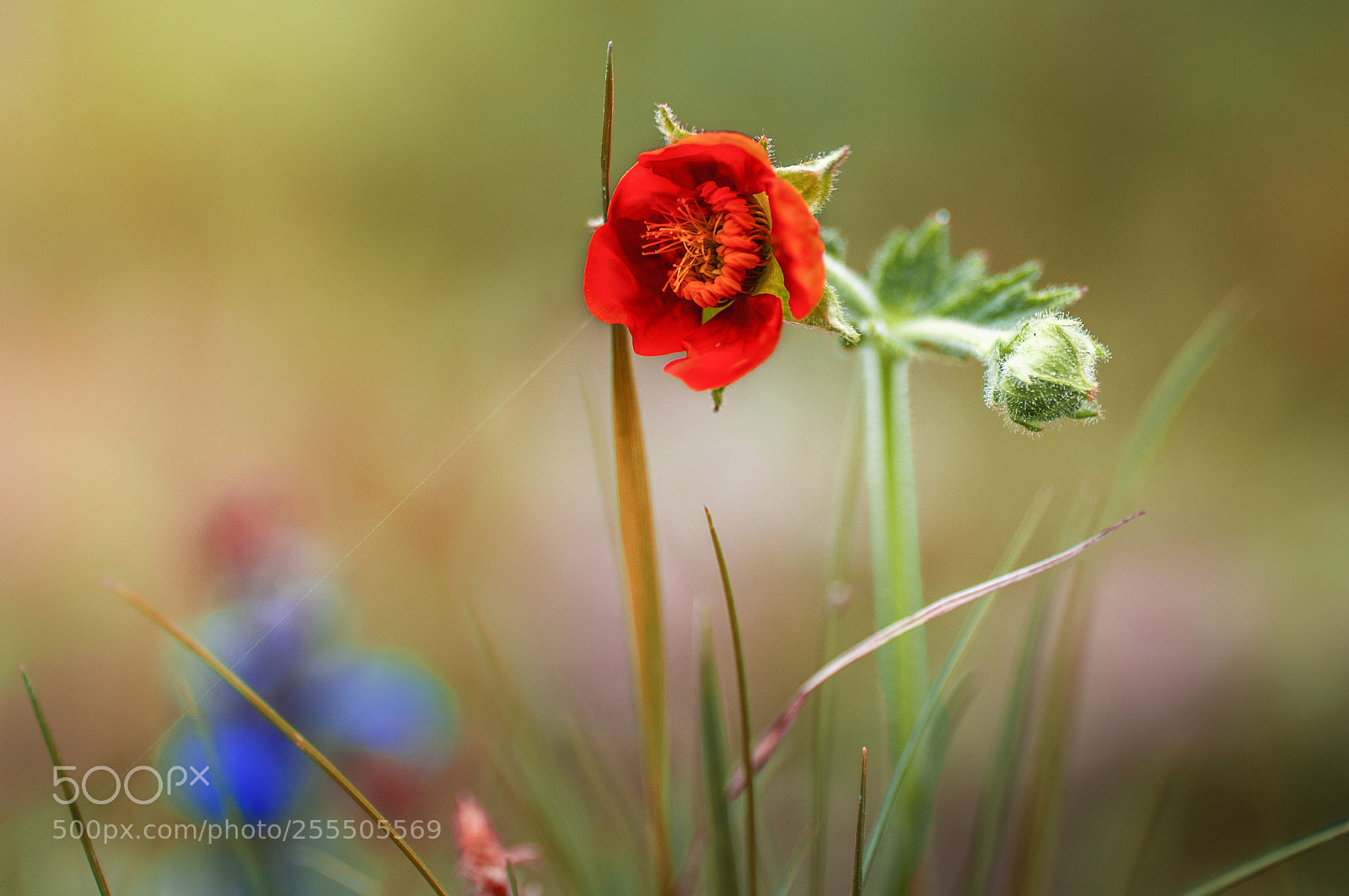 Nikon D2X sample photo. Color spring photography