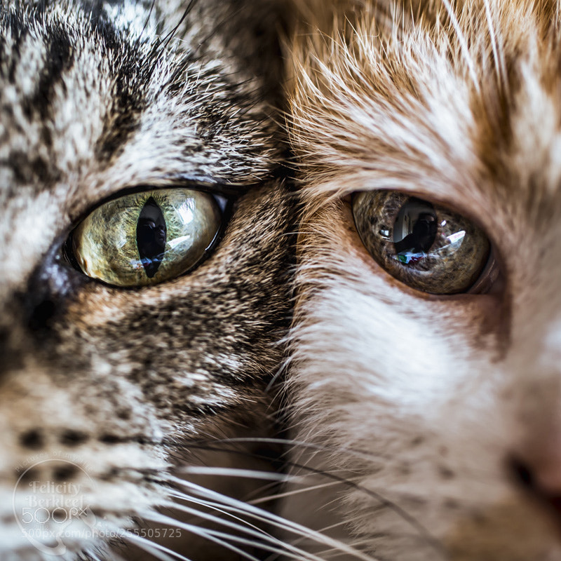Canon EOS 6D sample photo. Their universe photography