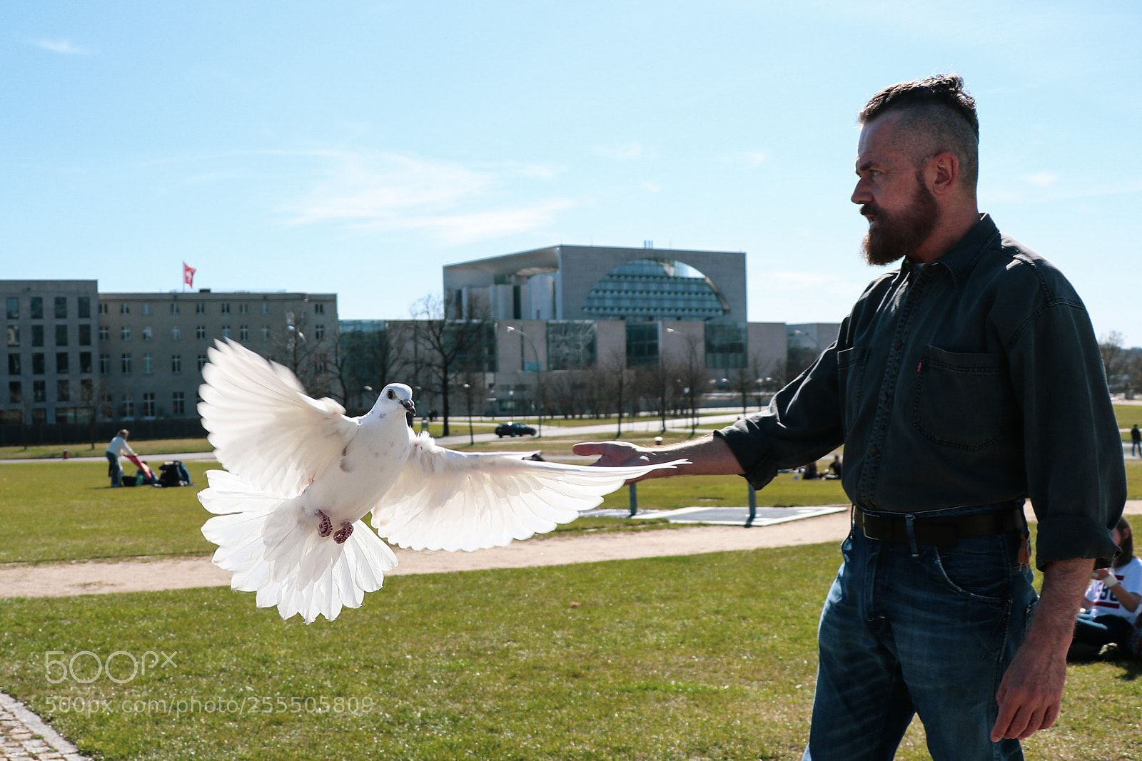 Canon EOS 80D sample photo. Dove photography