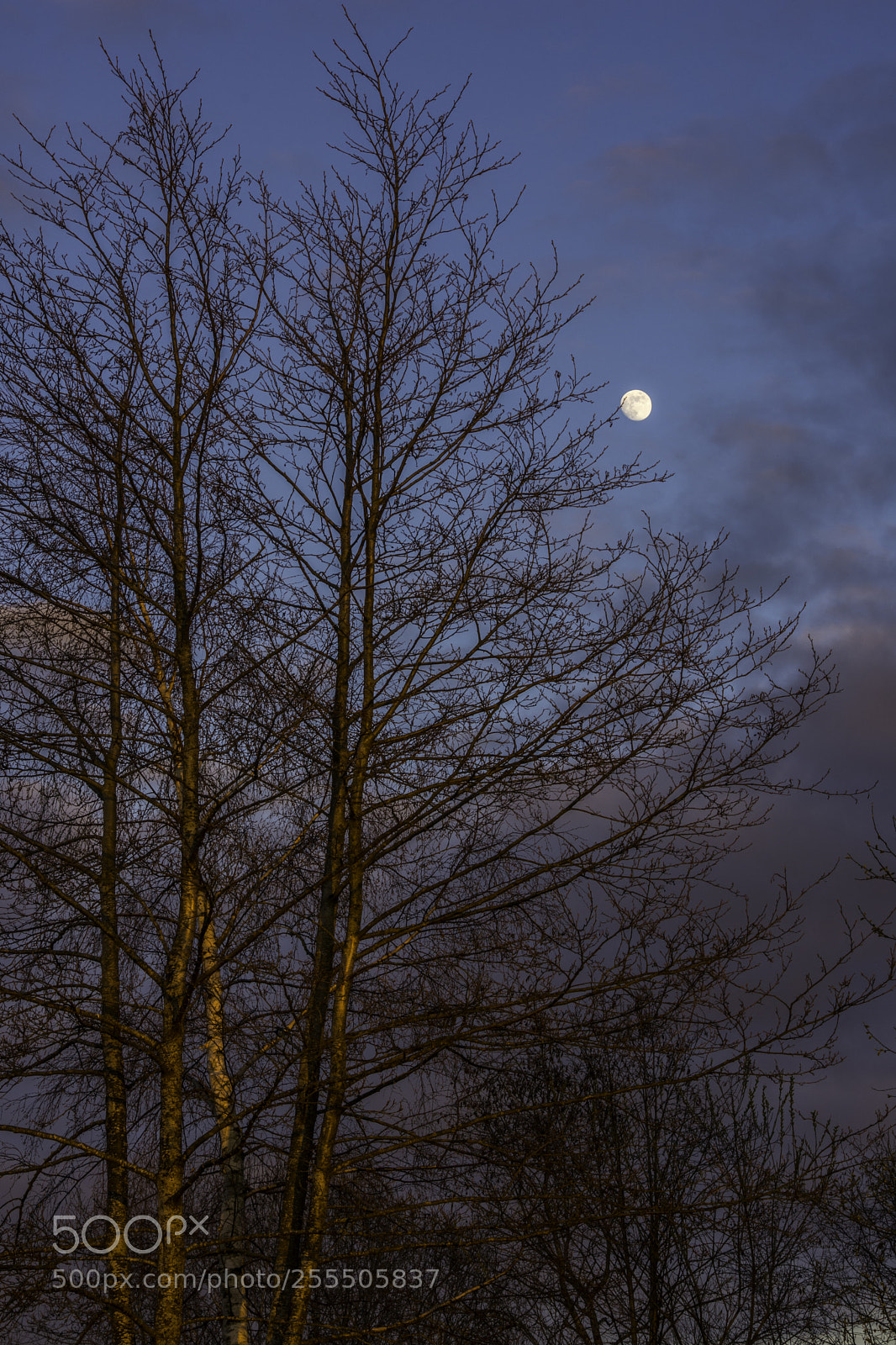 Nikon D7200 sample photo. Moon. photography