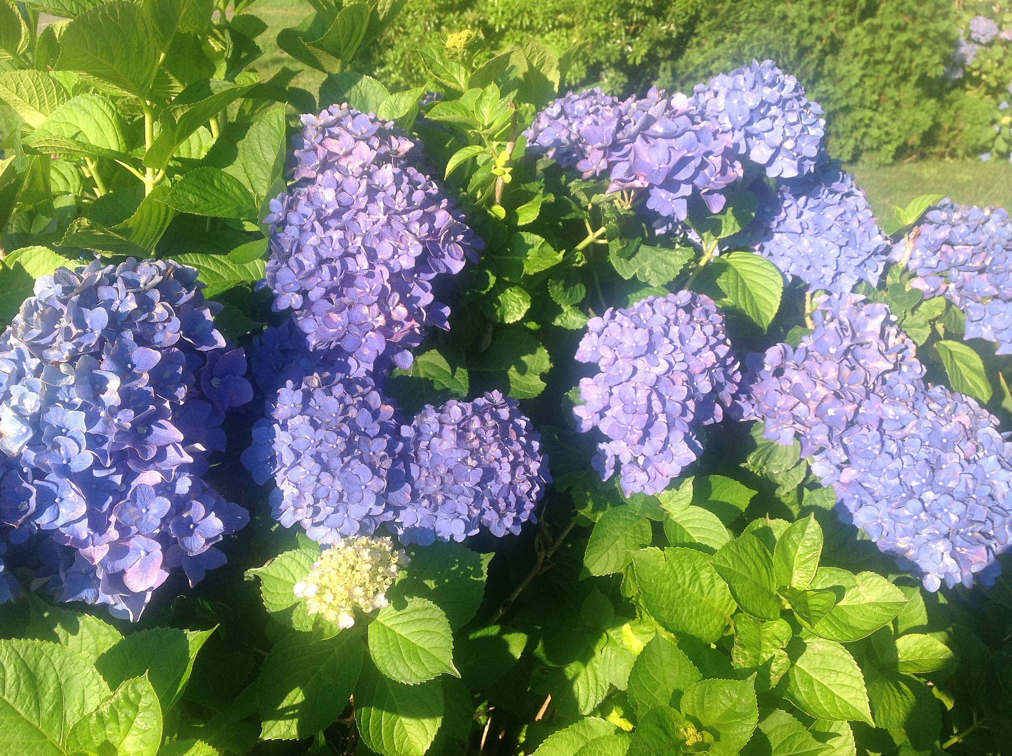 Apple iPad sample photo. Img photography