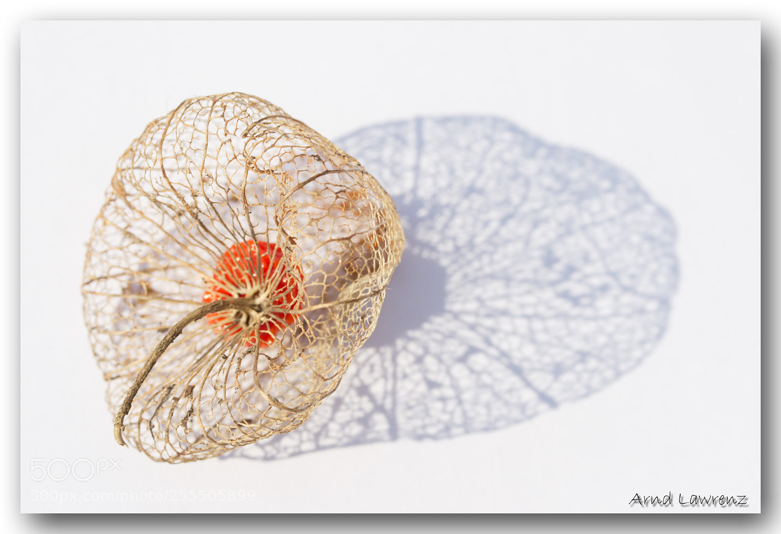 Canon EF-S 60mm F2.8 Macro USM sample photo. Skeleton ii photography