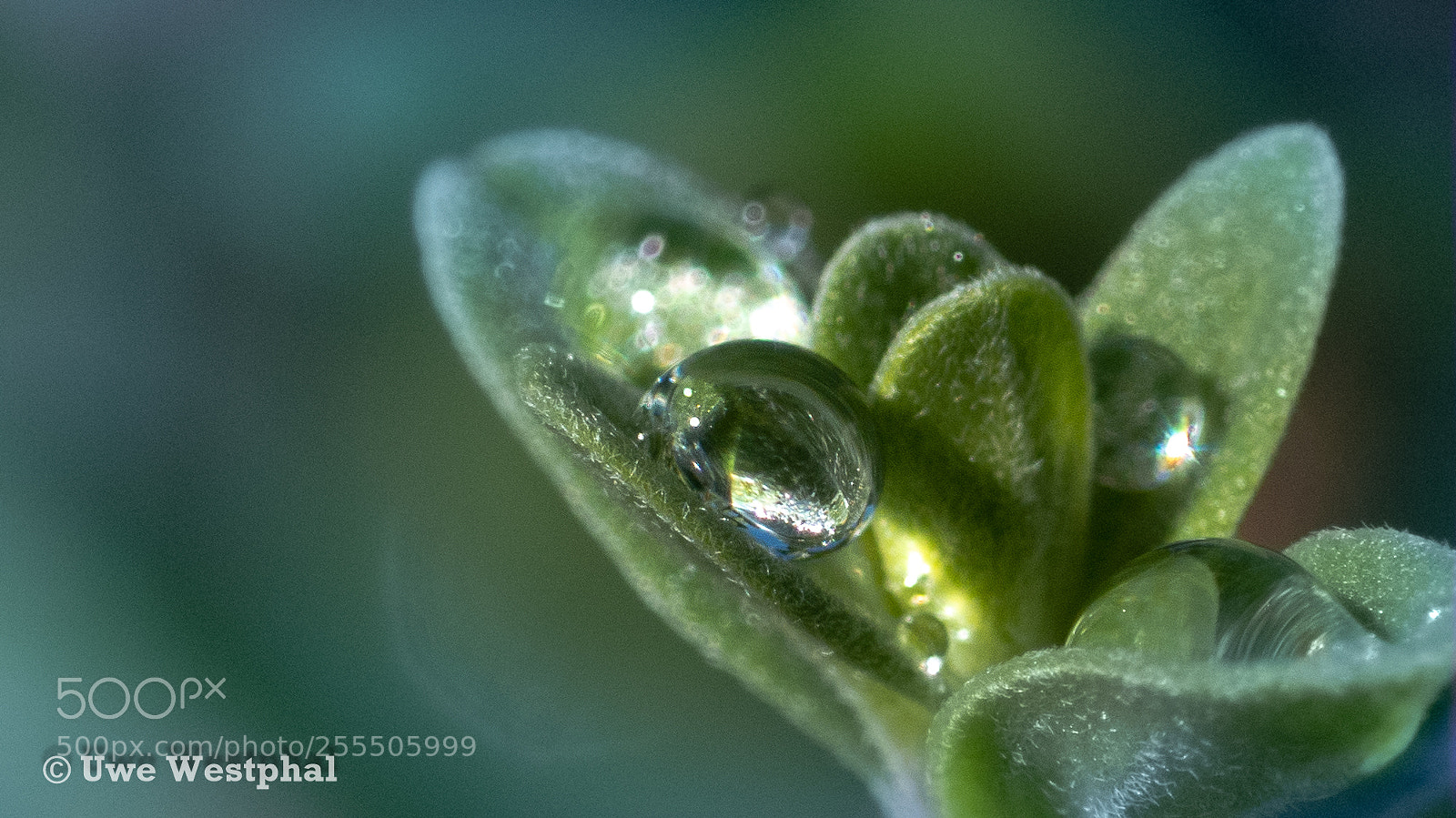 Panasonic Lumix DMC-FZ200 sample photo. Wassertropfen am morgen photography
