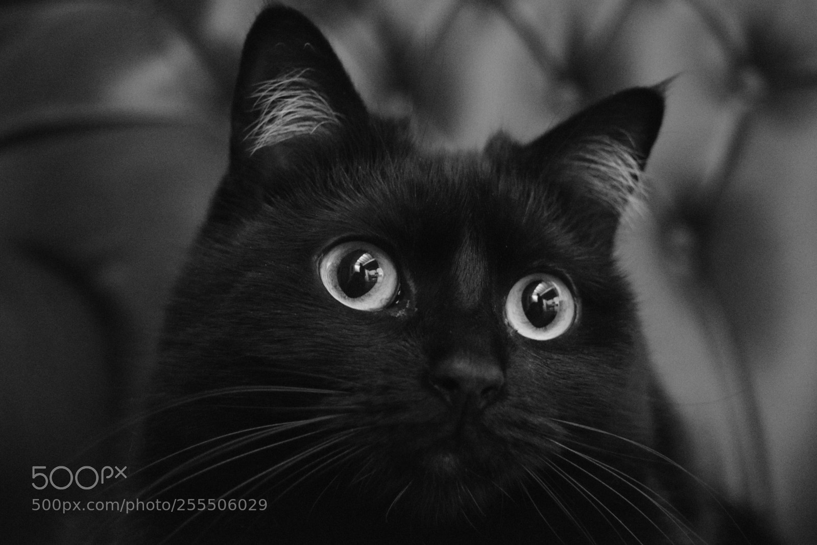 Nikon D3300 sample photo. Black cat photography