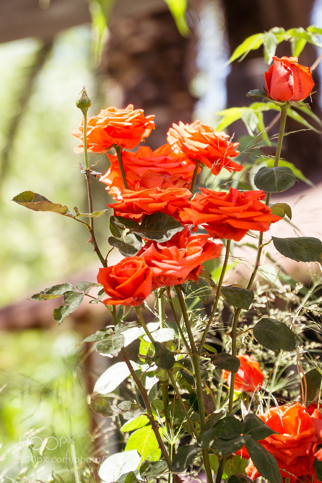 Sony a6000 sample photo. Roses photography