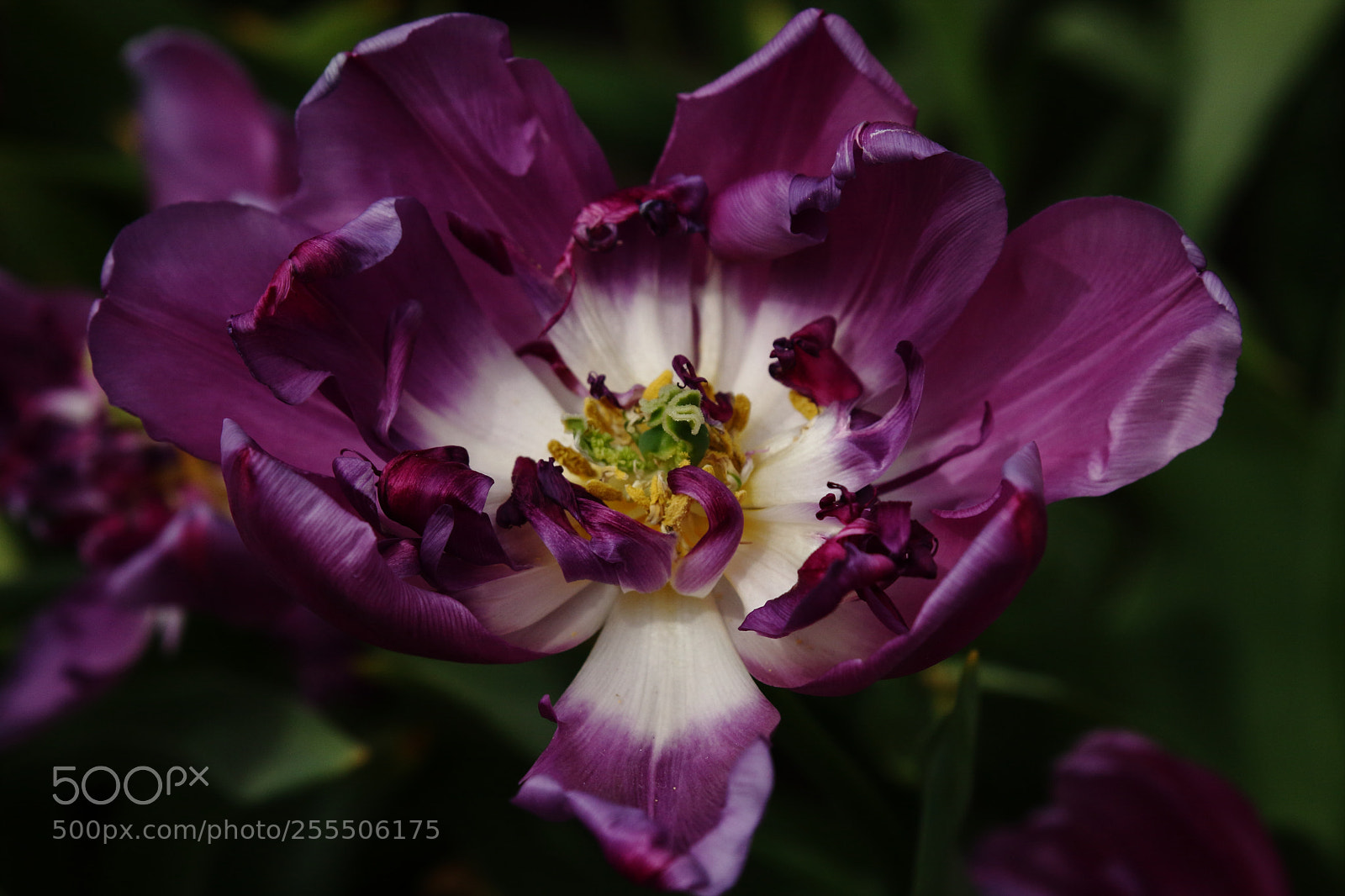 Canon EOS 40D sample photo. Purple flower photography