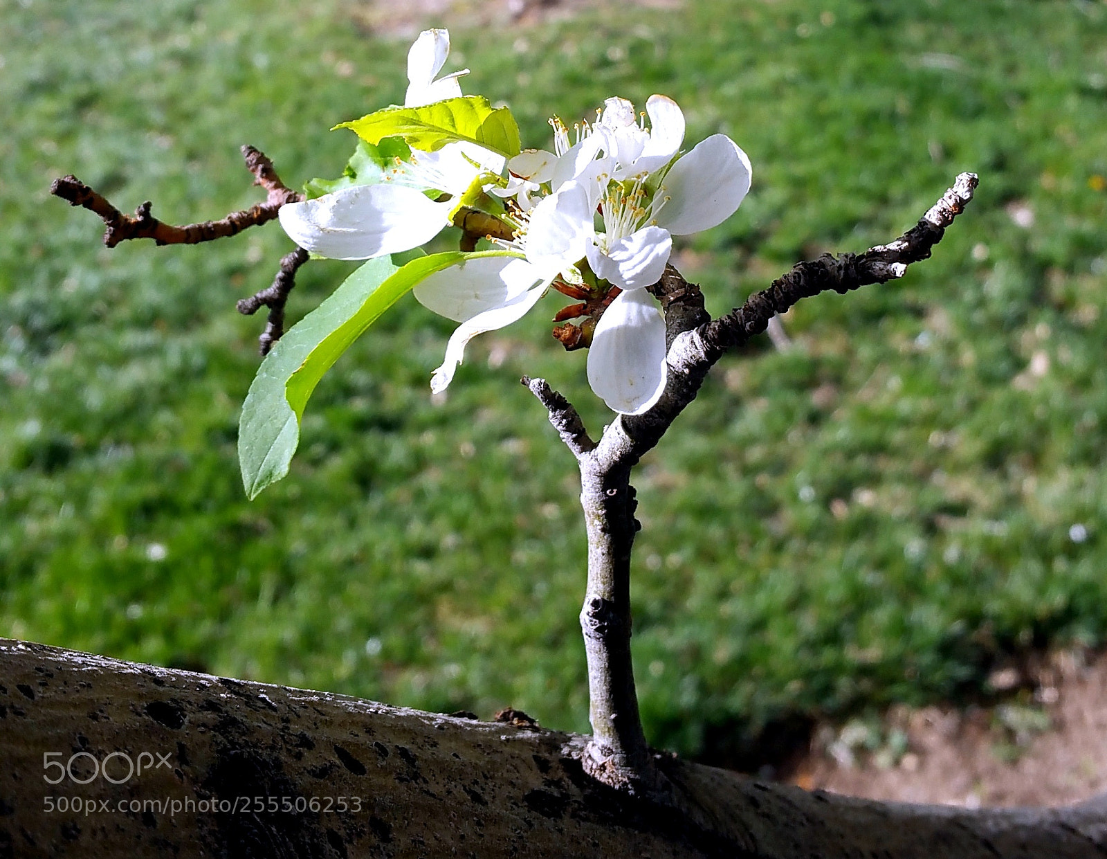 Samsung Galaxy Note4 sample photo. Tree on tree photography