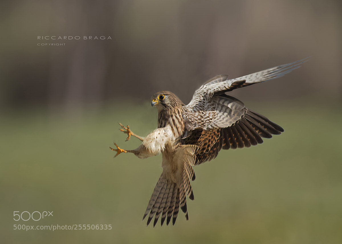 Canon EOS 70D sample photo. Kestrel photography