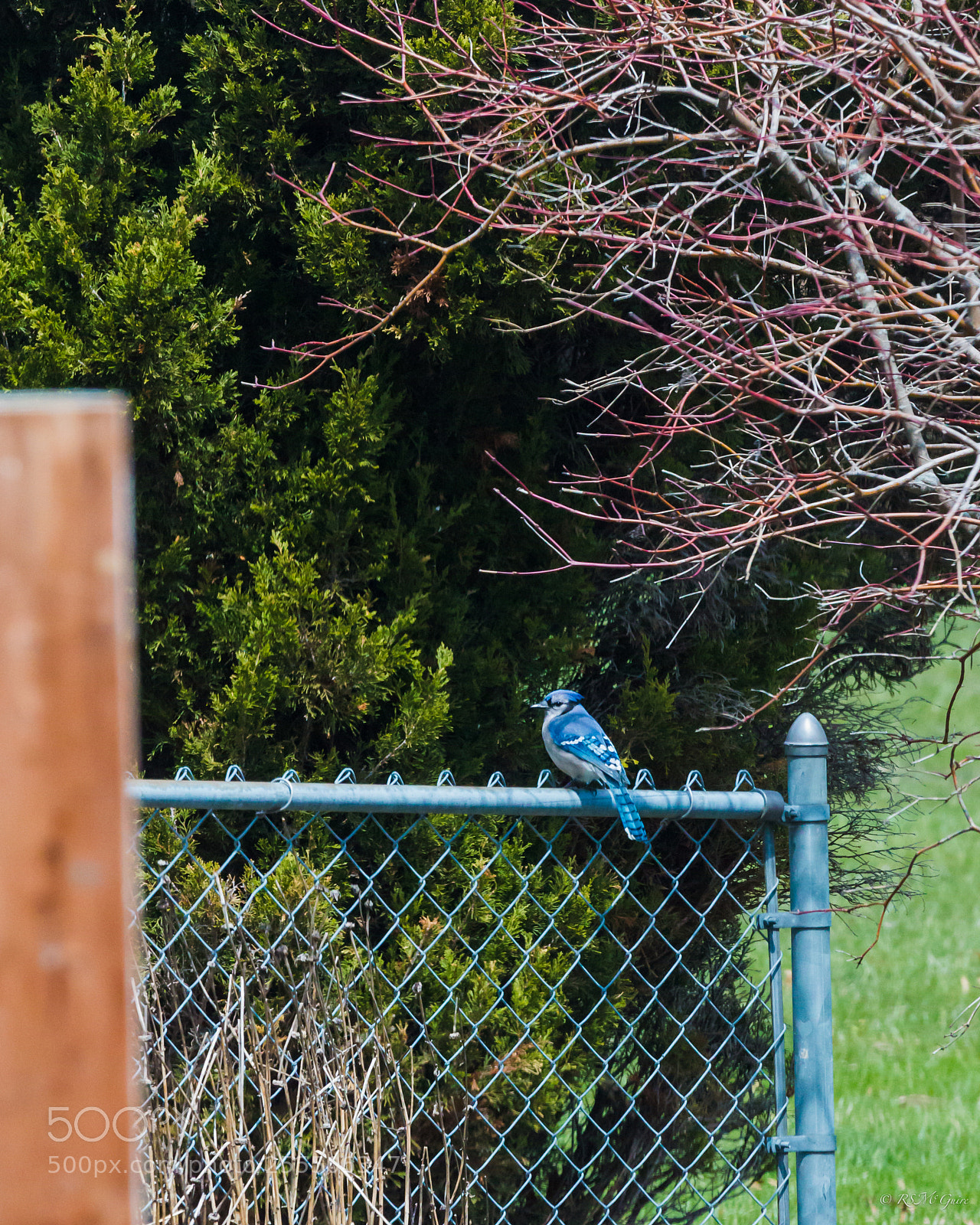 Canon EOS 70D sample photo. Blue jay photography