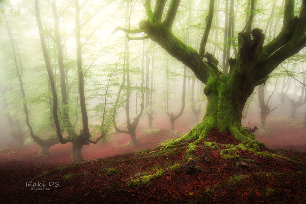 La catedral de Belaustegi by Iñaki Dominguez / 500px