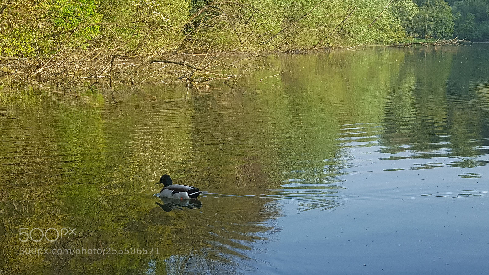 Samsung GALAXY S6 edge sample photo. Duck on the lake photography
