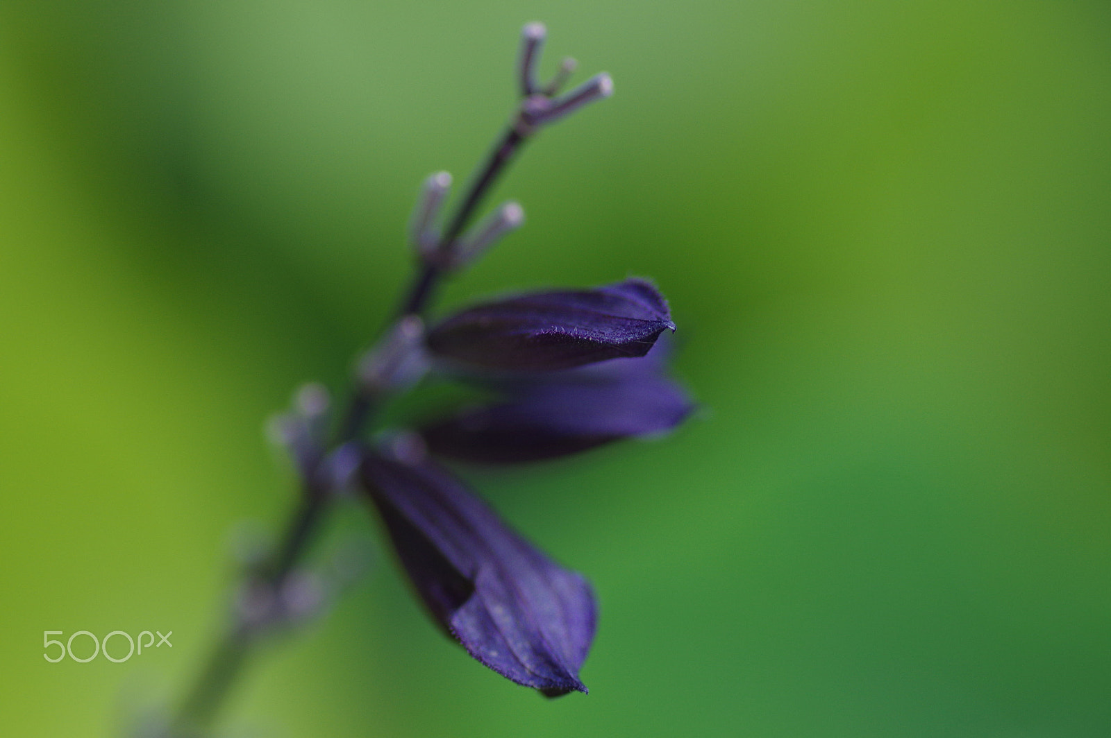 Pentax K-3 II + Pentax smc D-FA 100mm F2.8 Macro WR sample photo. Purple salvia and green bokeh photography