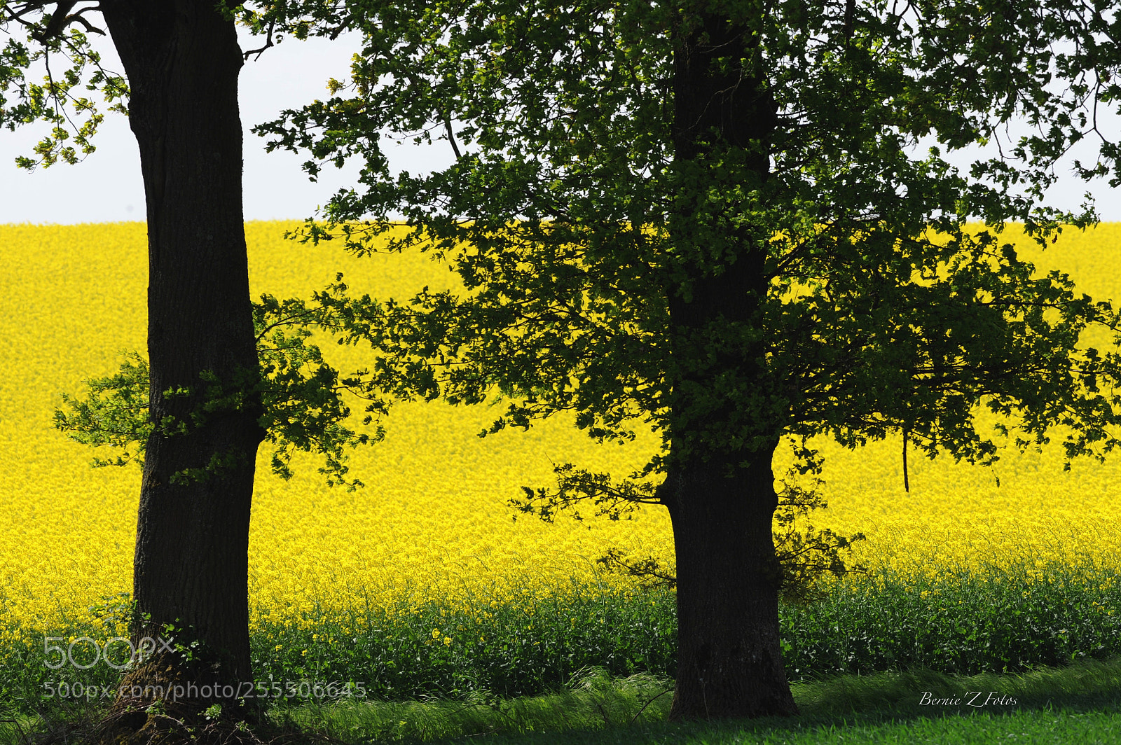 Nikon D3 sample photo. Rapshody in yellow photography