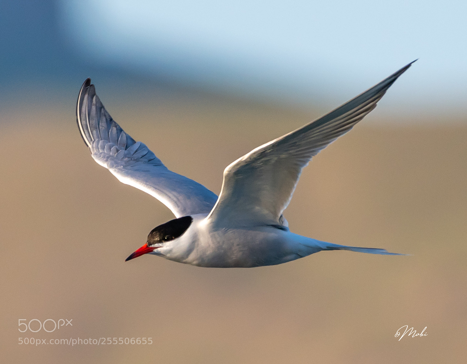 Nikon D850 sample photo. Common tern photography