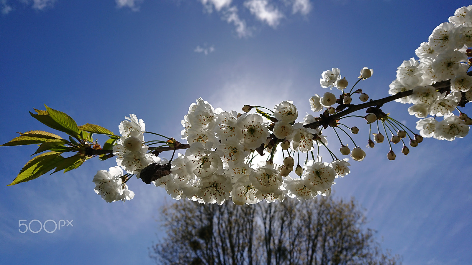 Sony Xperia XZ1 Compact sample photo. Spring blossom photography