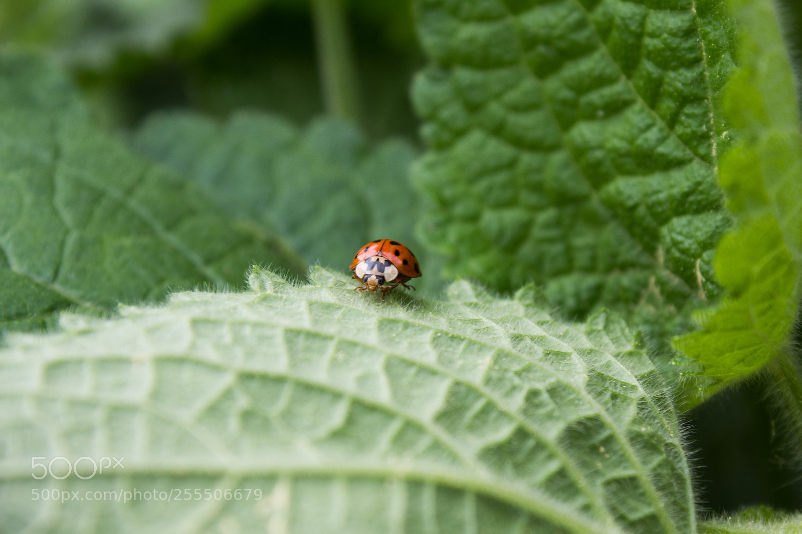 Canon EOS 700D (EOS Rebel T5i / EOS Kiss X7i) sample photo. Ladybug photography