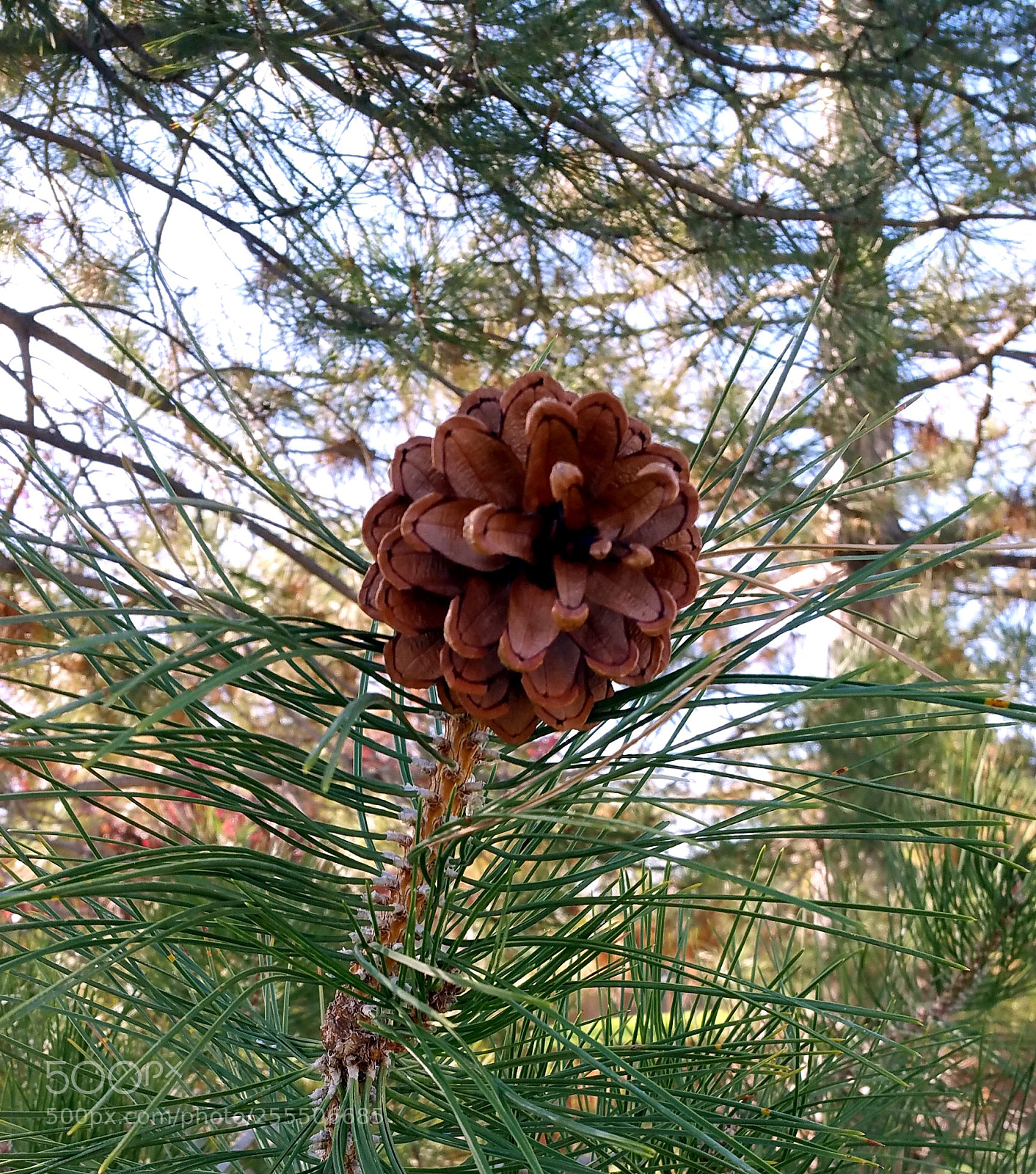 Samsung Galaxy Note4 sample photo. That pinecone photography