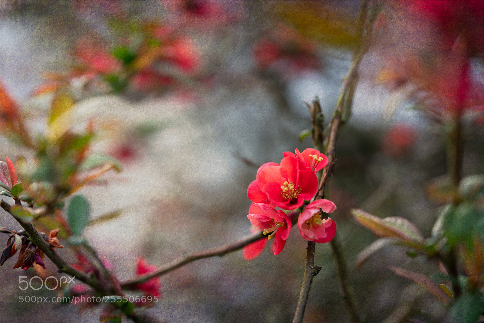 Sony a7R II sample photo. Rite photography
