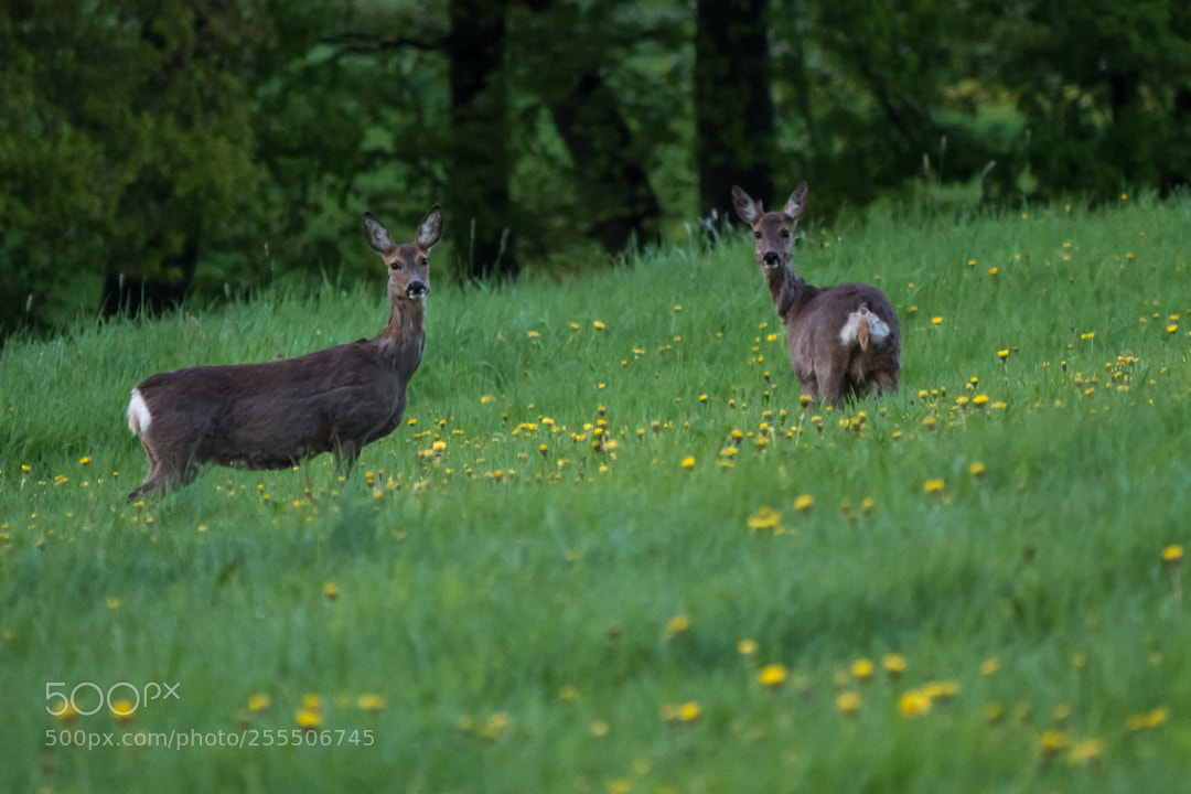 Panasonic Lumix DC-G9 sample photo. Deer at dusk photography