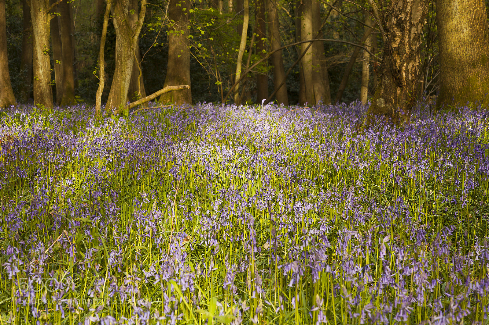 Canon EOS 5D Mark II sample photo. Oversley wood bluebells photography