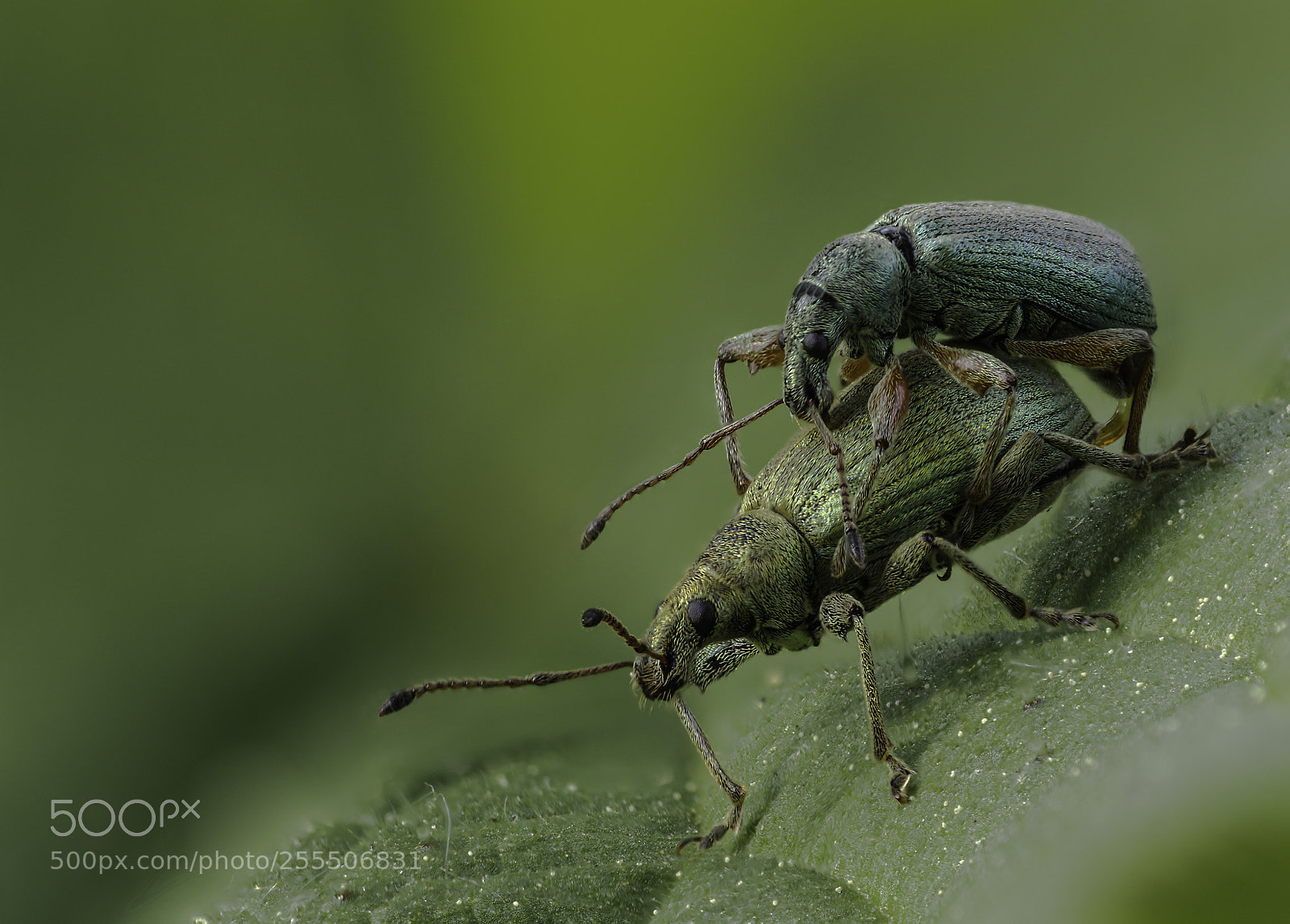 Olympus OM-D E-M1 Mark II sample photo. Curculio glandium photography
