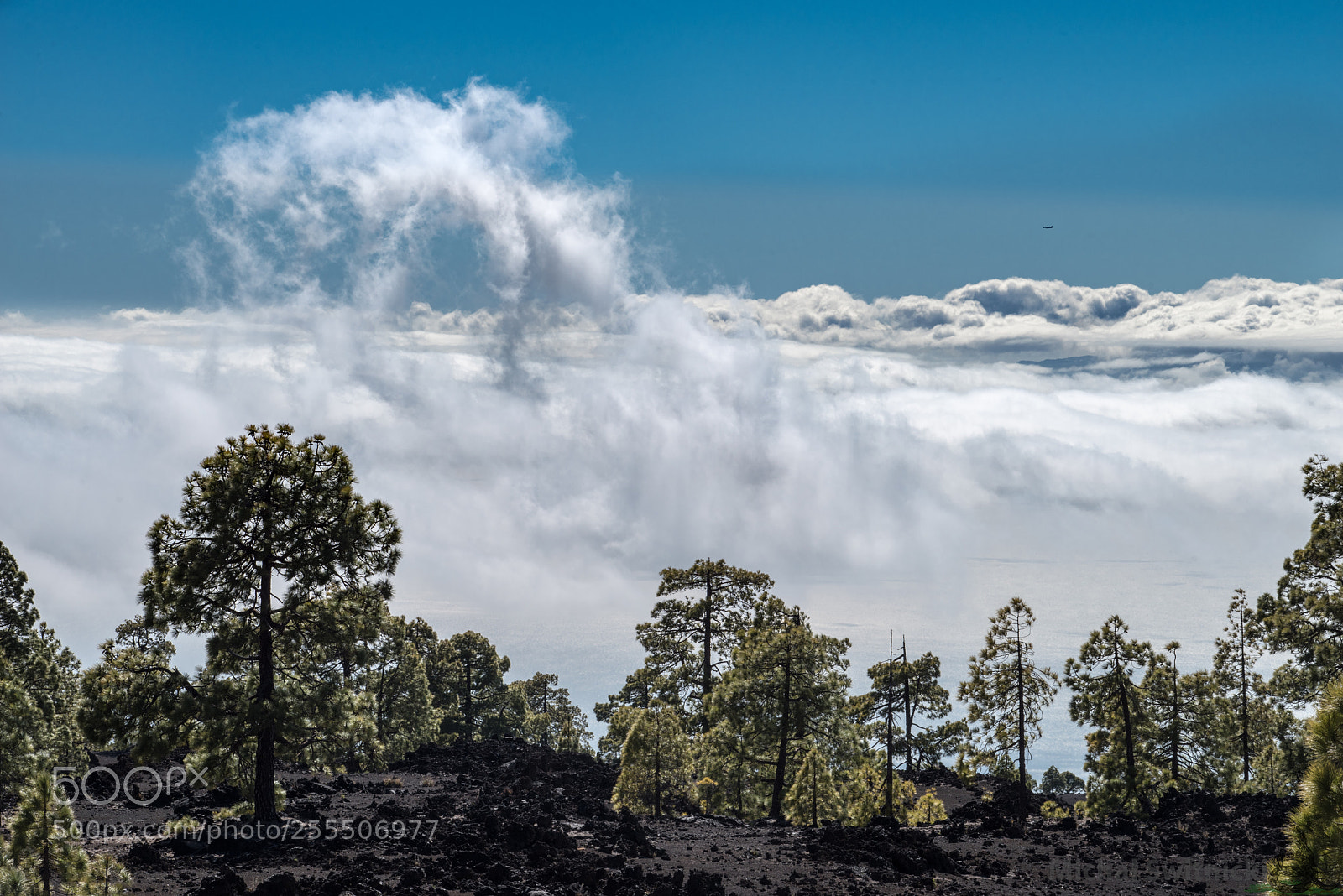 Pentax K-1 sample photo. Lava field forest on photography