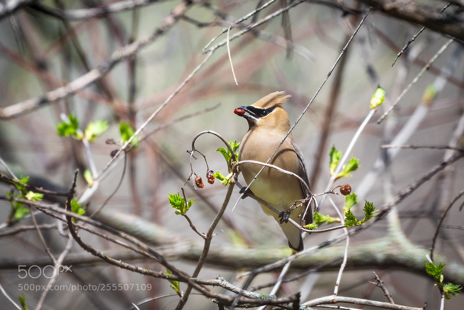 Nikon D500 sample photo. Cedar waxwing eating photography