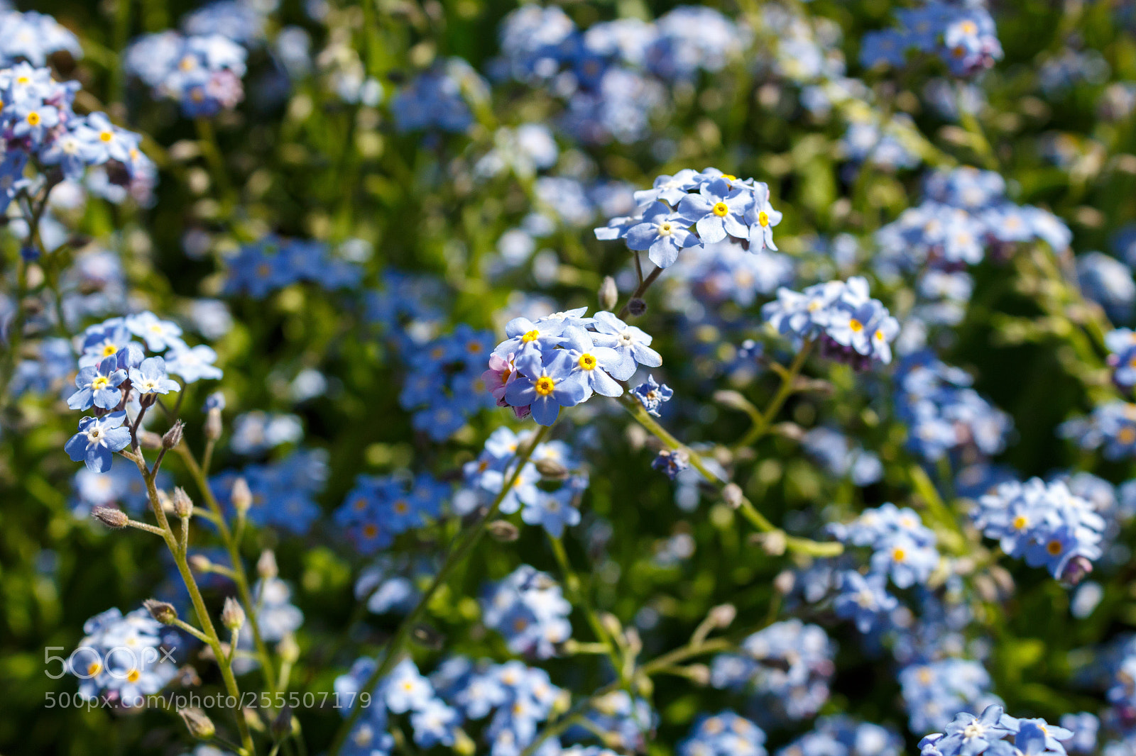Canon EOS 100D (EOS Rebel SL1 / EOS Kiss X7) sample photo. Little blue flowers. photography