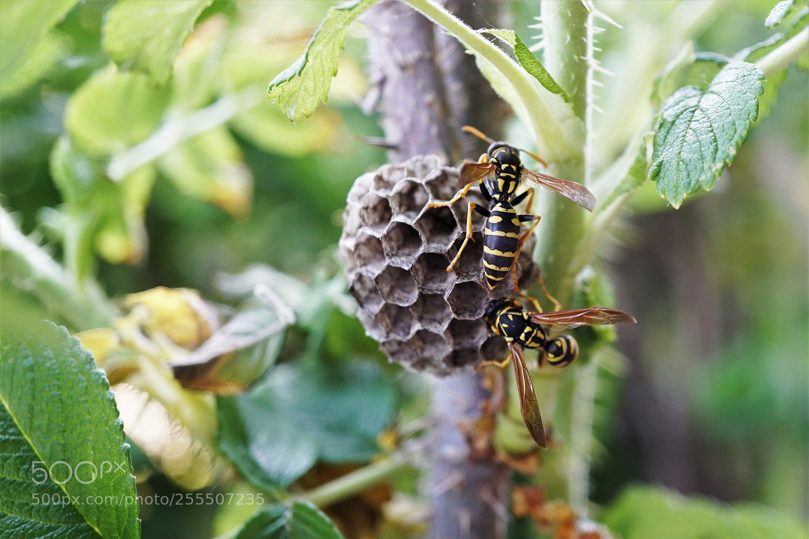 Sony a6500 sample photo. Wasps photography