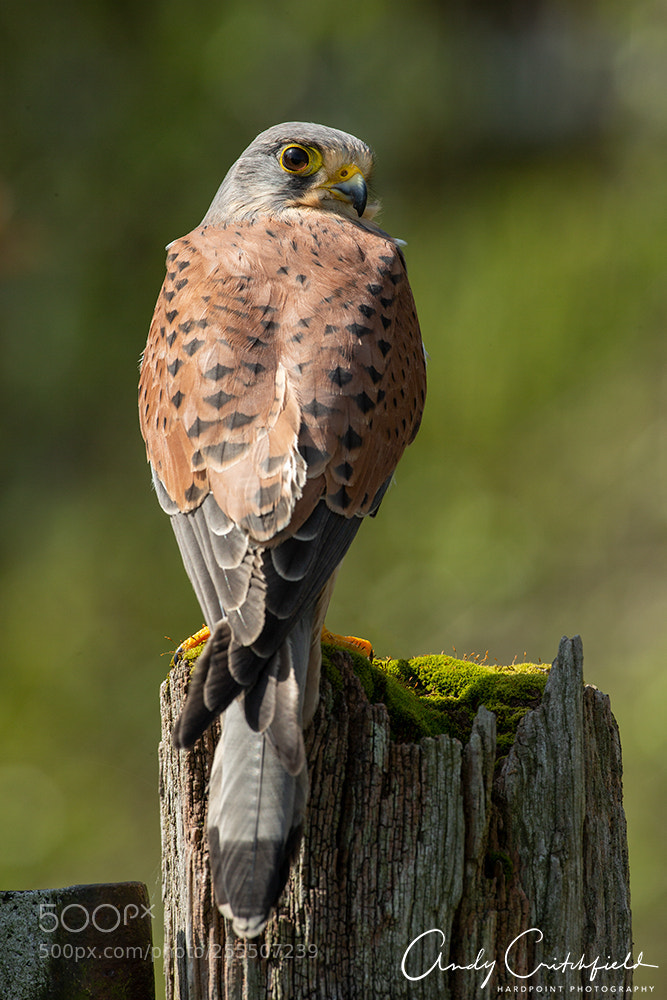 Canon EOS-1D X sample photo. Kestrel photography