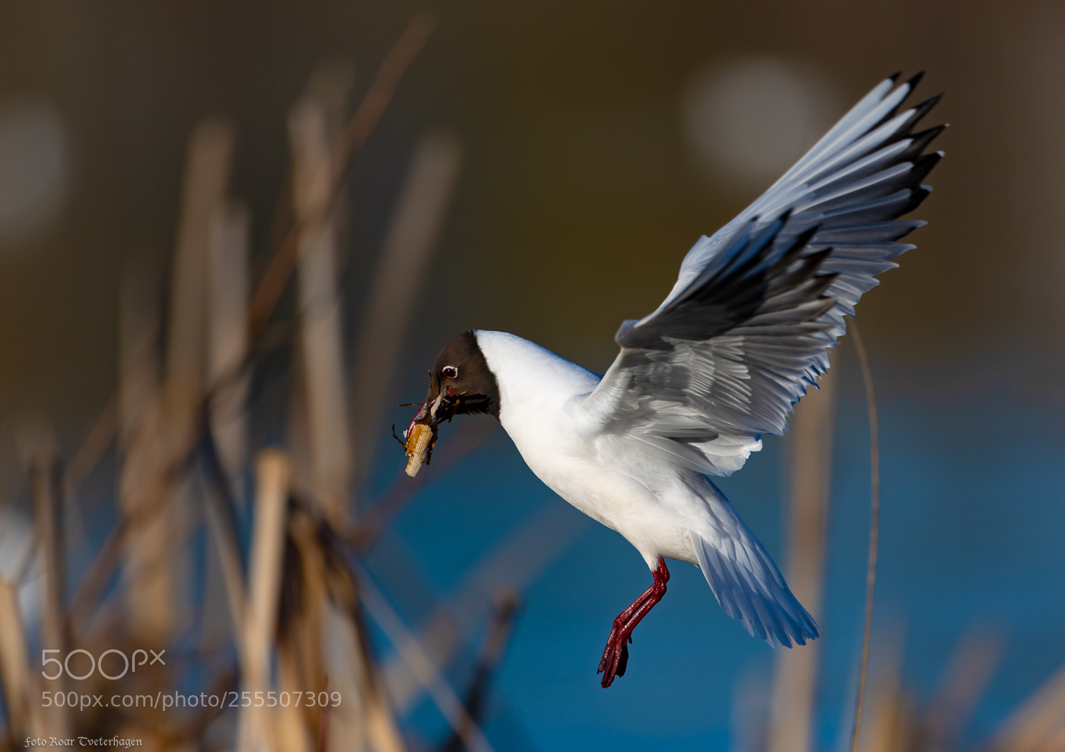 Canon EOS-1D X Mark II sample photo. Seagull photography