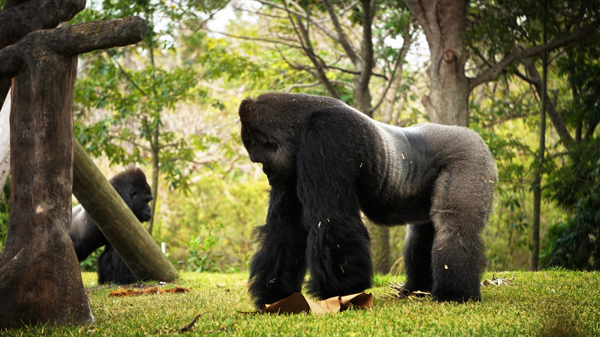 Sony FE 24-240mm F3.5-6.3 OSS sample photo. Gorilla photography