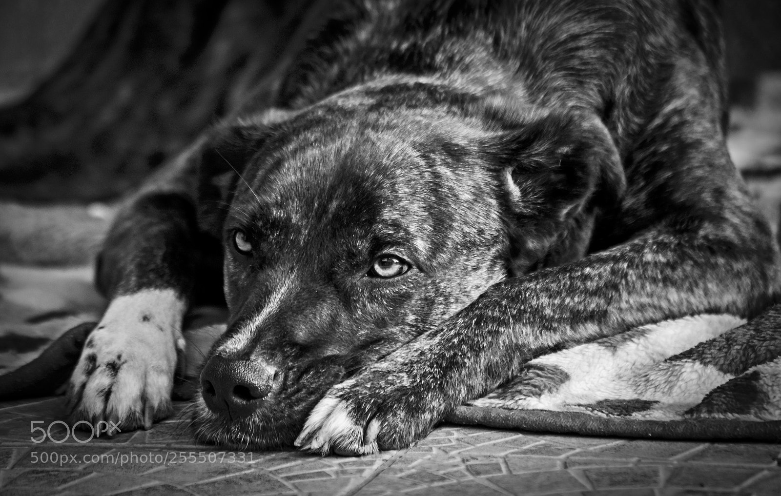Canon EOS 6D sample photo. Dog life photography