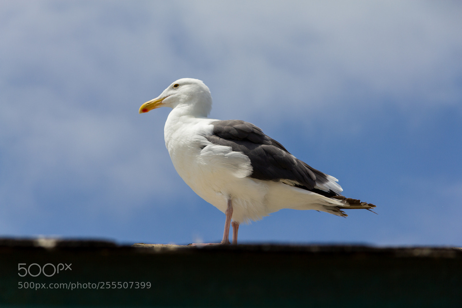 Canon EOS 550D (EOS Rebel T2i / EOS Kiss X4) sample photo. Seagull photography