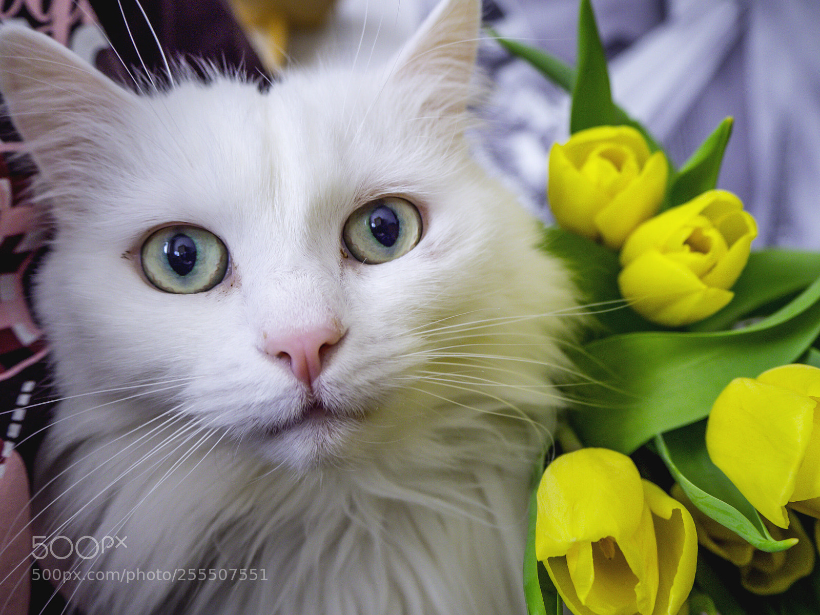 Olympus OM-D E-M10 II sample photo. Spring cat photography