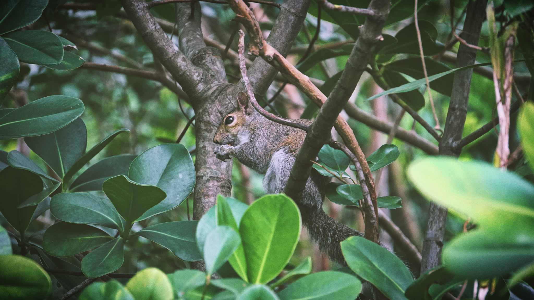 Sony E 55-210mm F4.5-6.3 OSS sample photo. Alvin photography
