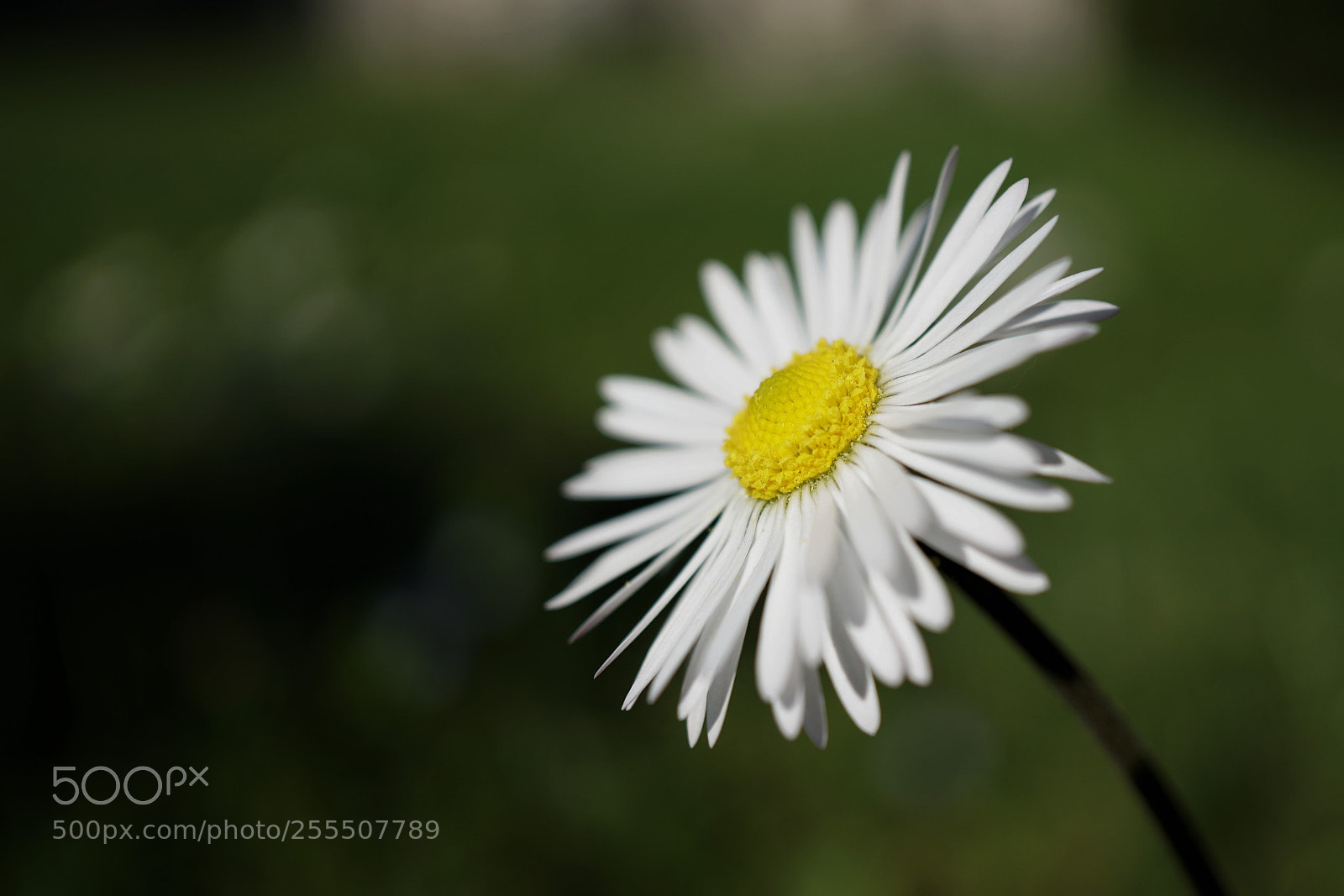 Sony a6500 sample photo. Bellis perennis photography